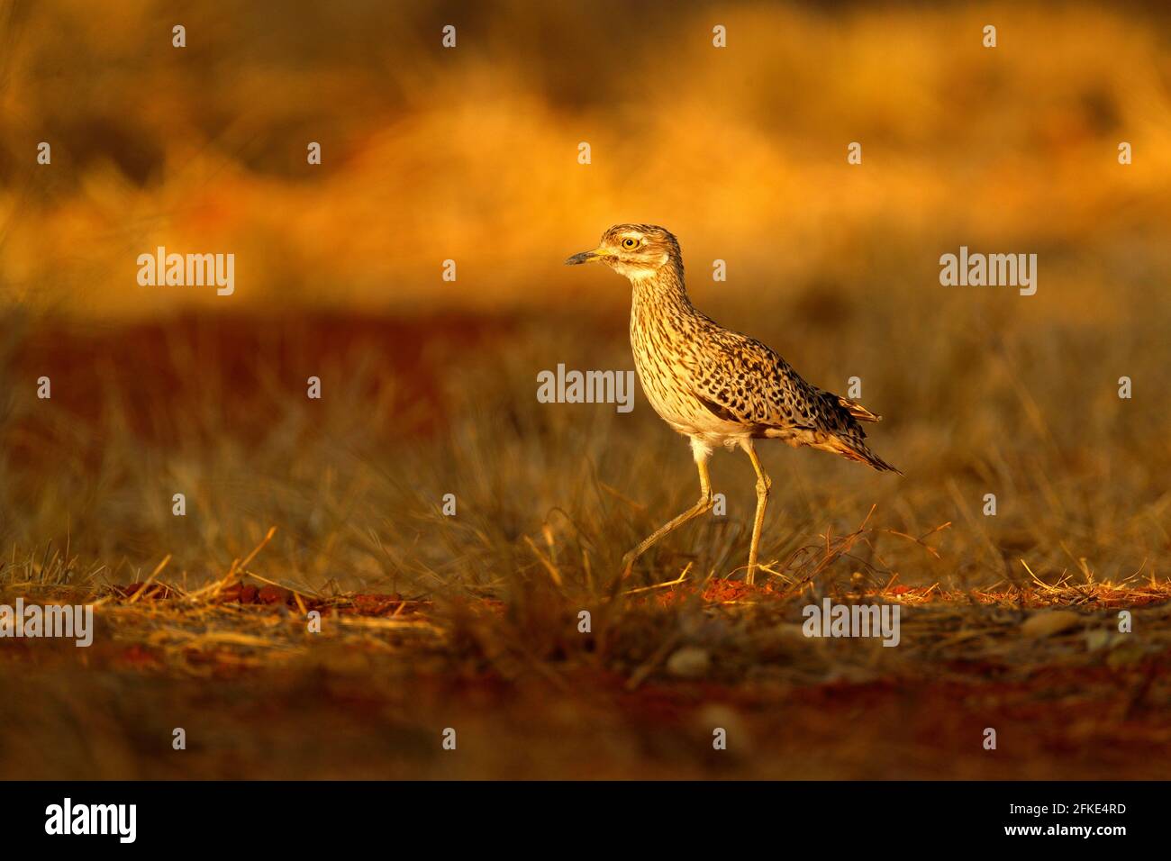 Gefleckter Dikkop, Burhinus capensis in Namibia, Abendlicht mit schönem Vogel. Dikkop im Gras, Wildtierszene aus afrikanischer Natur. Stockfoto