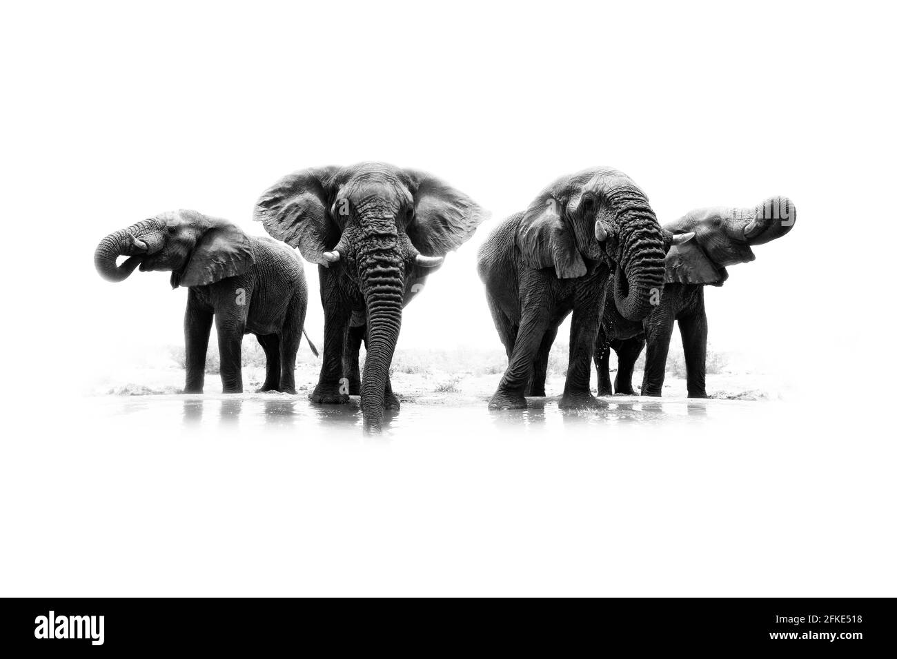 Schwarz-Weiß-Kunstfoto des afrikanischen Elefanten, gehört in der Nähe des Wassers, großer Stoßer von vorne Trinkwasser mit aufklapptem Rüssel. Wildlife Artistic s Stockfoto