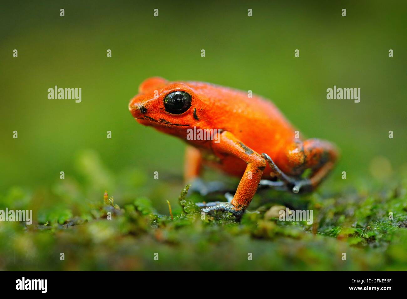 Orangefarbener Frosch. Red Strawberry Gift Dart Frosch, Dendrobates pumilio, in der Natur Lebensraum, Costa Rica. Nahaufnahme des giftigen roten Frosches. Seltene Amphi Stockfoto