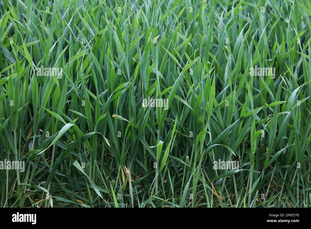 Grüne Setzlinge von Winterpflanzen im Frühling. Stockfoto