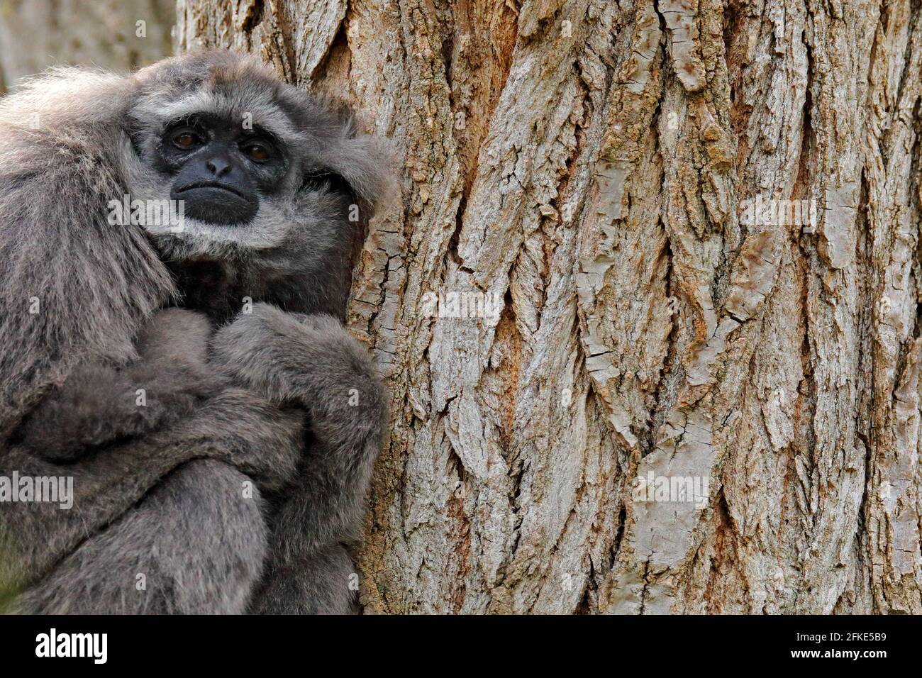 Javan silvery Gibbon, Hylobates moloch, Affe in der Natur Wald Lebensraum. Grauer Gibbon auf dem Baum, Java, Indonesien in Asien. Wildlife-Szene aus wi Stockfoto