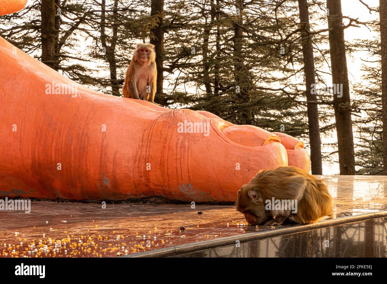 lord hanuman bei Jakhu mandir.33 m hohe Statue in der Nähe des Affentempels mit schönem natürlichen Hintergrund. Stockfoto