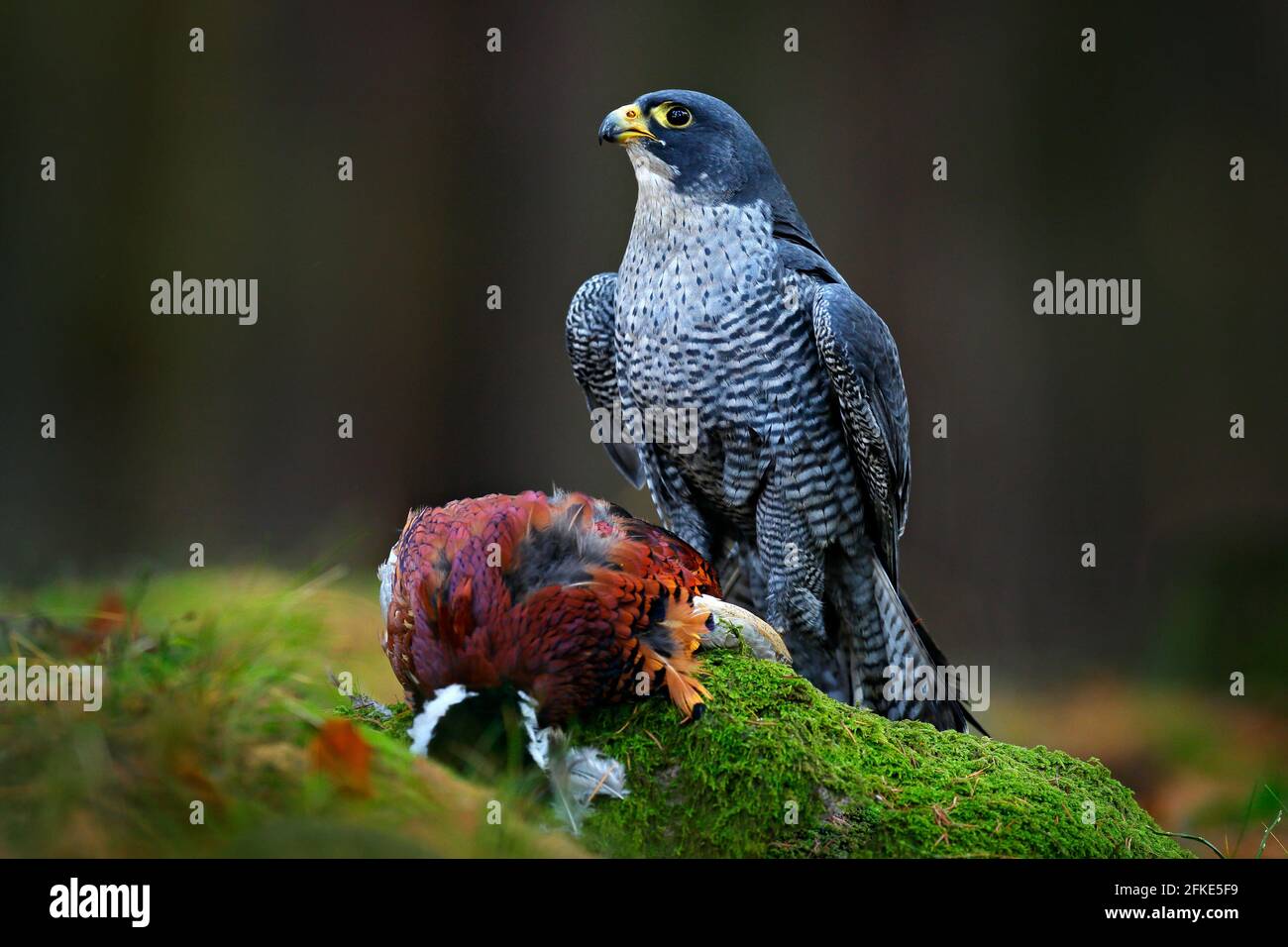 Bergfalke mit gefangenem Fasan, der sich auf dem grünen moosigen Felsen mit dunklem Wald im Hintergrund von einem getöteten großen Vogel ernährt. Action Wildtiere füttern scen Stockfoto