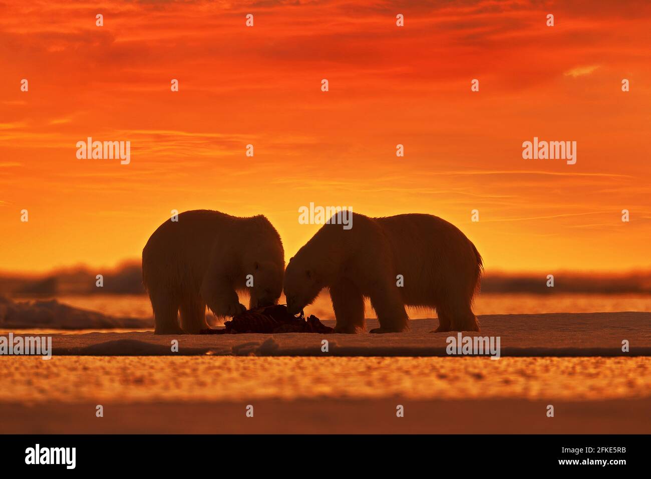 Zwei Eisbären mit abgetöteten Robben. Weißbär füttert auf Drift-Eis mit Schnee, Svalbard, Norwegen. Blutige Natur mit großen Tieren. Gefährliche baer mit Auto Stockfoto