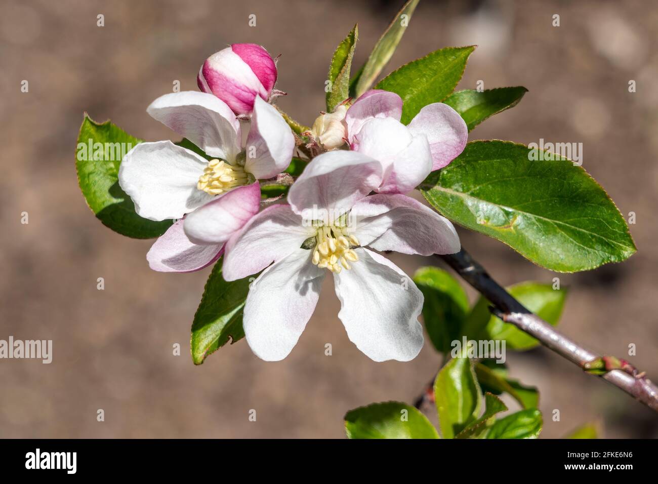 Nahaufnahme der Apfelblüte Malus Domestica „lecker“ eine frühlingsblühende Baumpflanze mit einer weiß-rosa Frühlingsblume, Stockfoto Stockfoto