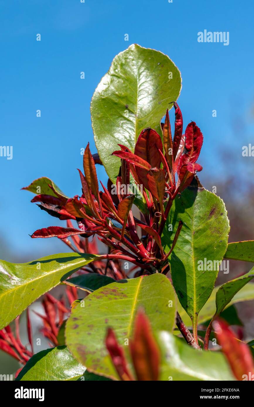 Photinia x fraseri 'Red Robin' ein immergrüner, frühlingsblühender Strauch Pflanze mit einer weißen Frühlingsblume und roten Blättern und Wird häufig für Hedgin verwendet Stockfoto