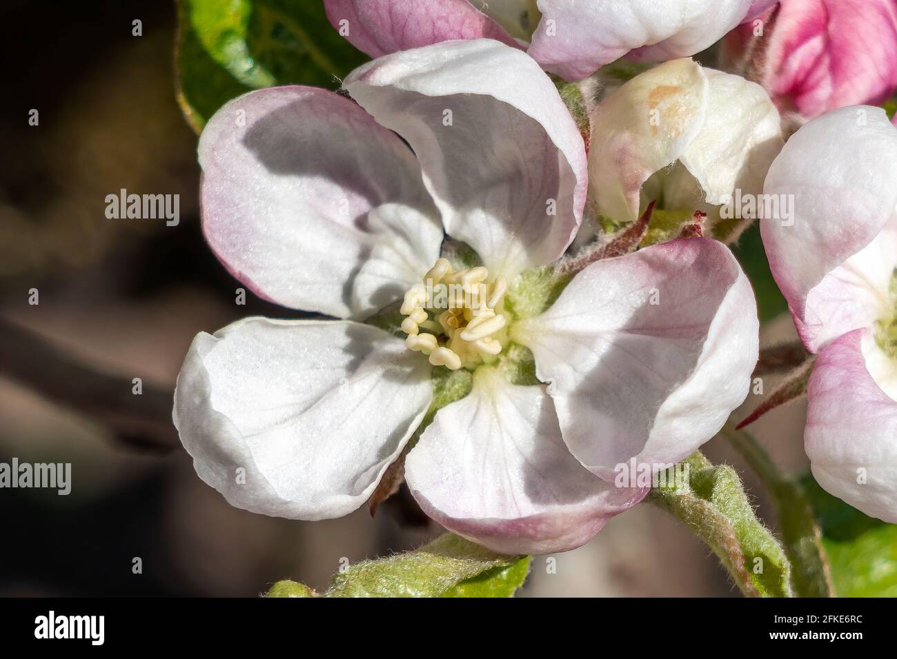 Nahaufnahme der Apfelblüte Malus Domestica „lecker“ eine frühlingsblühende Baumpflanze mit einer weiß-rosa Frühlingsblume, Stockfoto Stockfoto