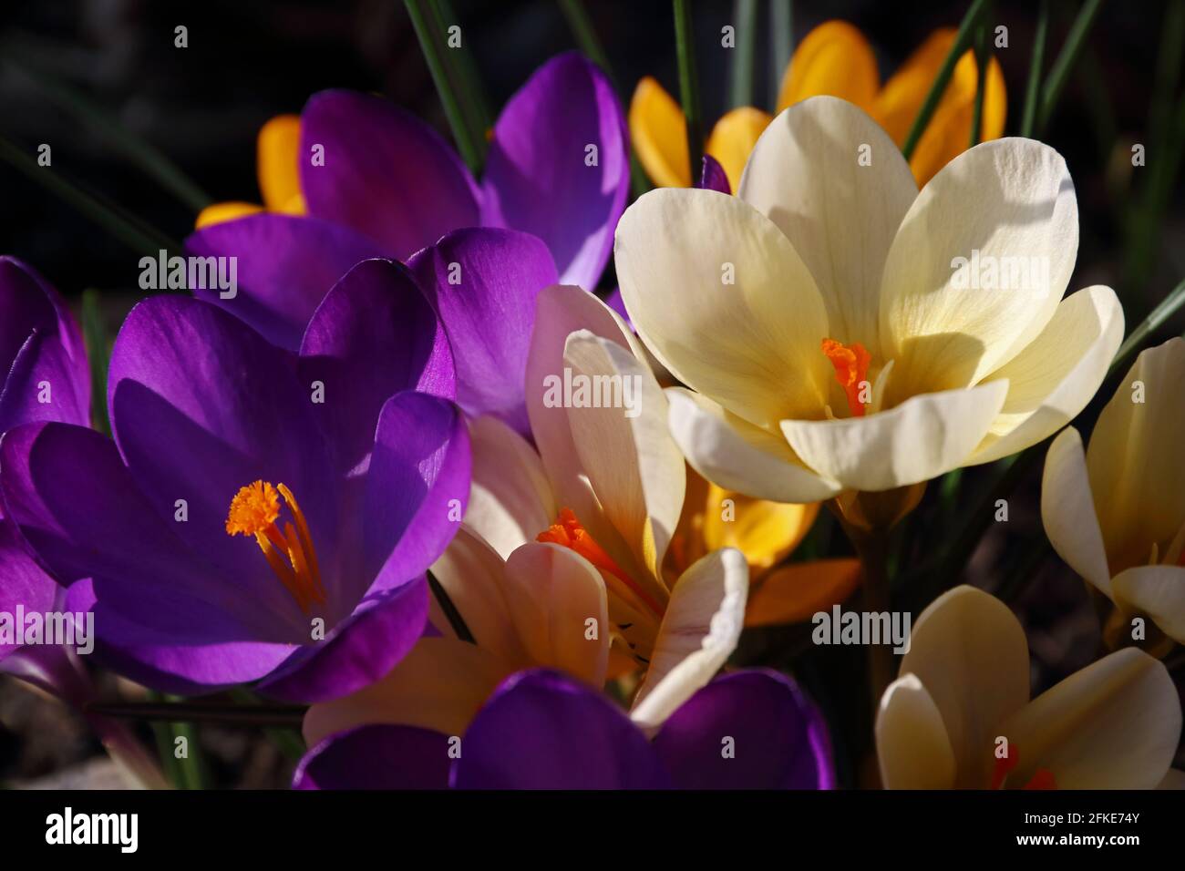Bunte Krokusbirnen in Blüte Stockfoto