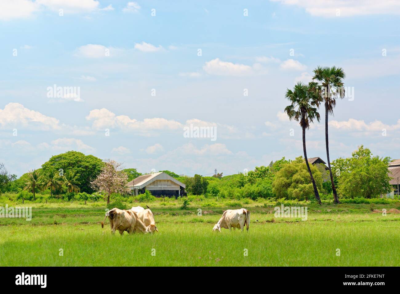 Gruppe von Kühen, die Gras auf dem Bauernhof essen Stockfoto