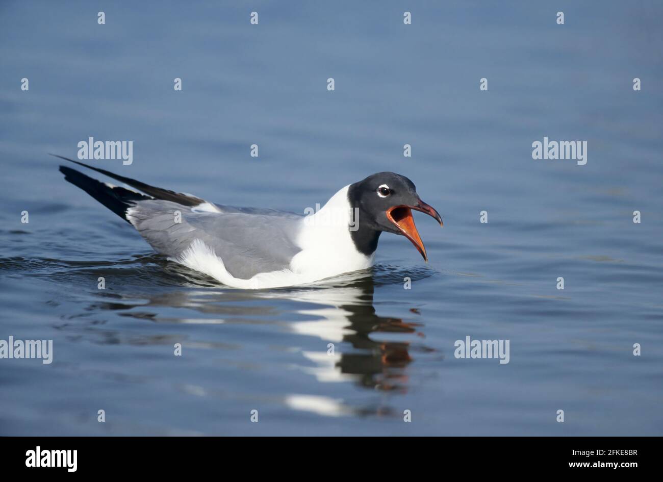 Laughing Gull Calling Larus atricilla New Jersey, USA BI019437 Stockfoto