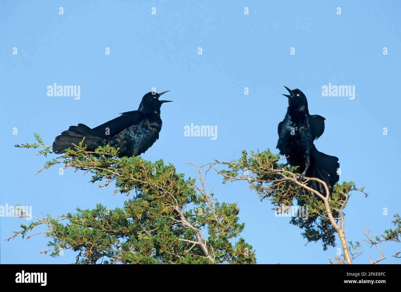 Boat Tailed Grackle - männliche Anzeige zu Rival Male Cassidix mexicanus New Jersey, USA BI019472 Stockfoto