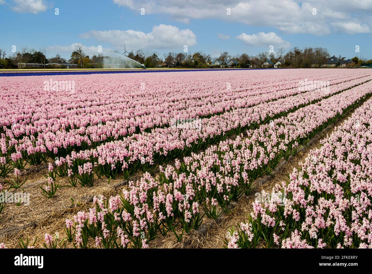 Felder voll von bunten Hyazinthen und berauschenden Düften, Provinz Nordholland, Niederlande Stockfoto