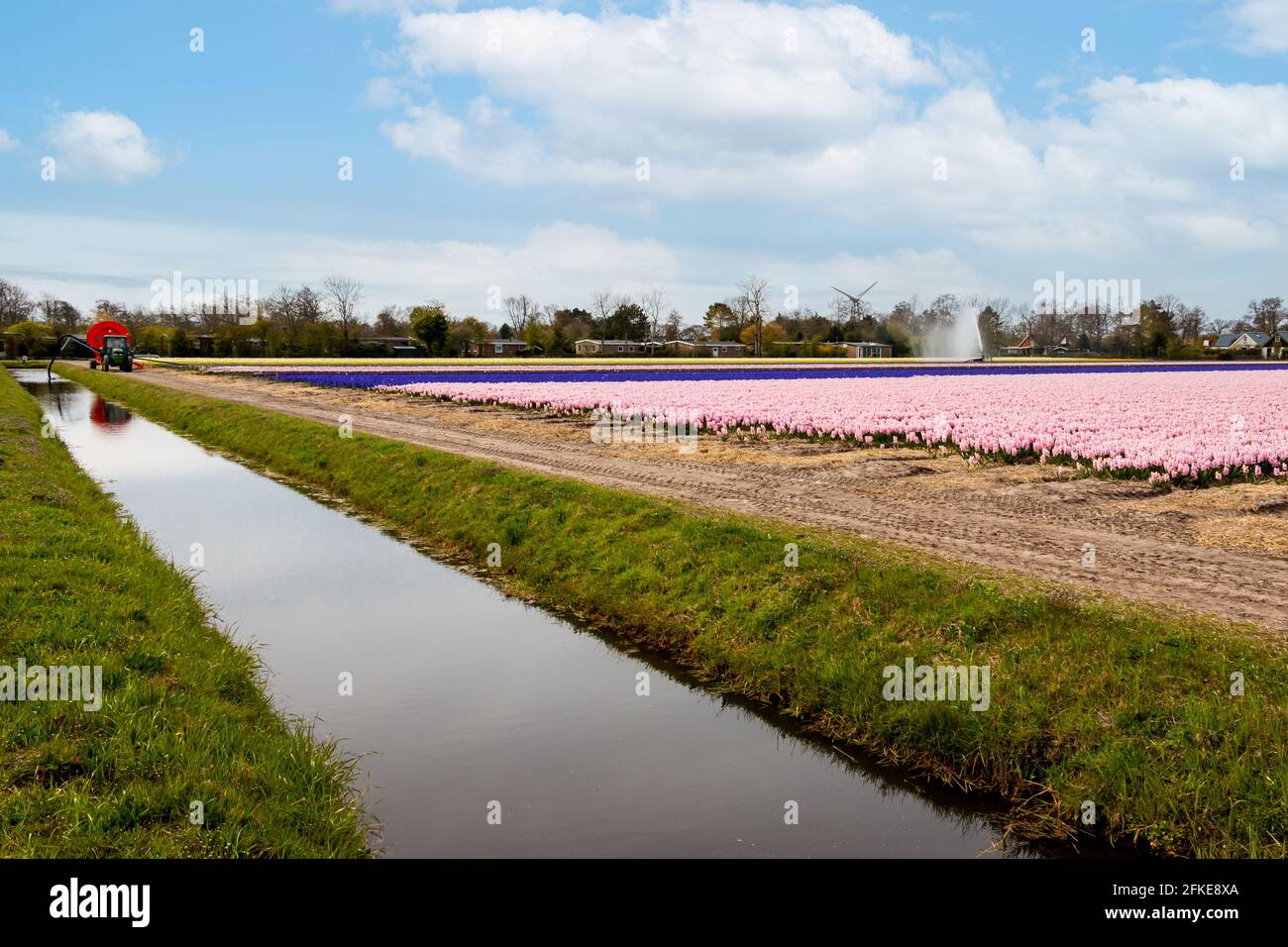 Felder voll von bunten Hyazinthen und berauschenden Düften, Provinz Nordholland, Niederlande Stockfoto