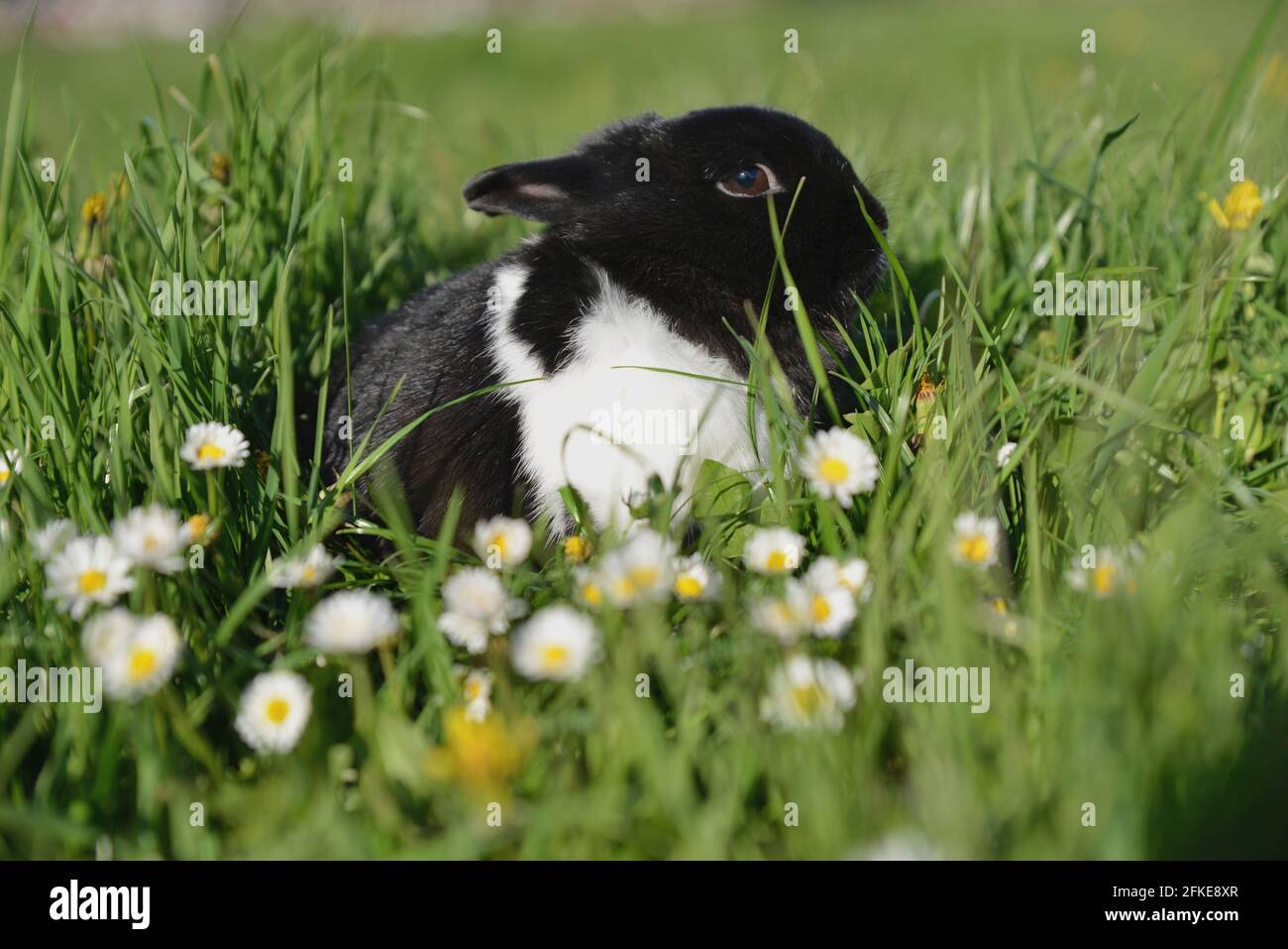Kaninchen sitzt auf der Blumenwiese Stockfoto