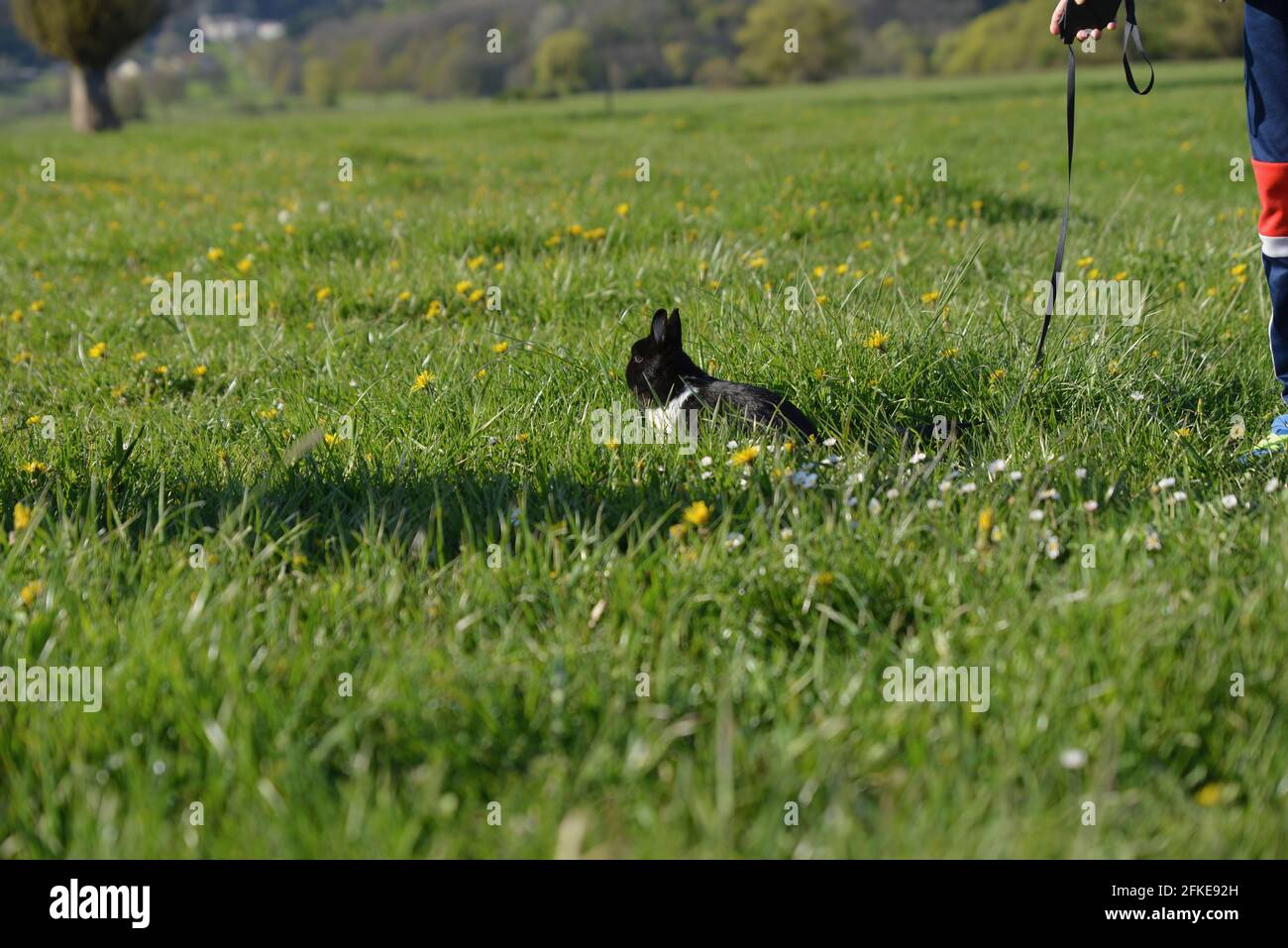 Kaninchen sitzt auf der Blumenwiese Stockfoto