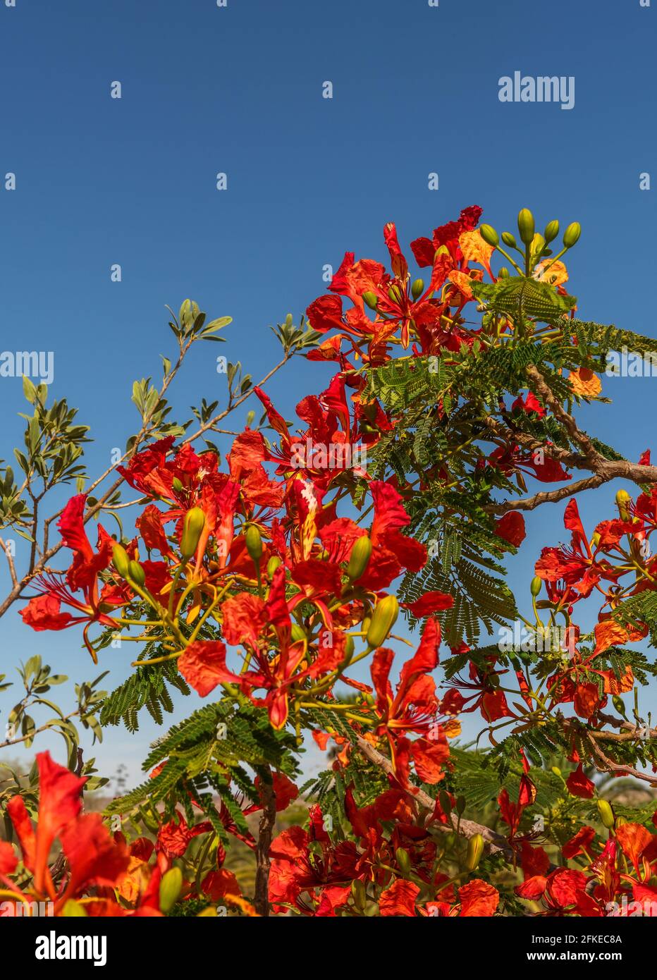 Baum mit roten blumen Fotos und Bildmaterial in hoher Auflösung Alamy