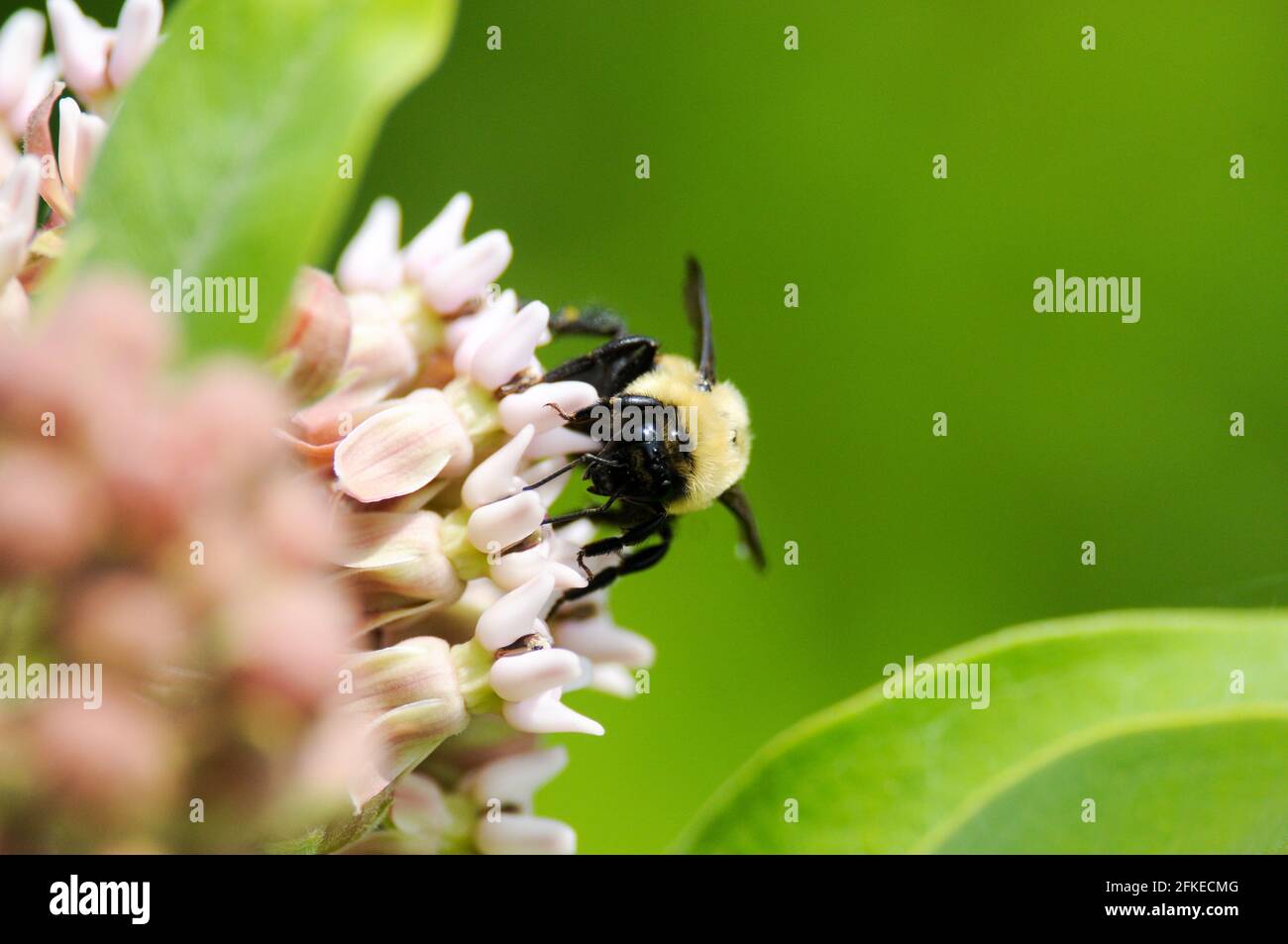 Schwarze und gelbe Biene auf Blume Stockfoto