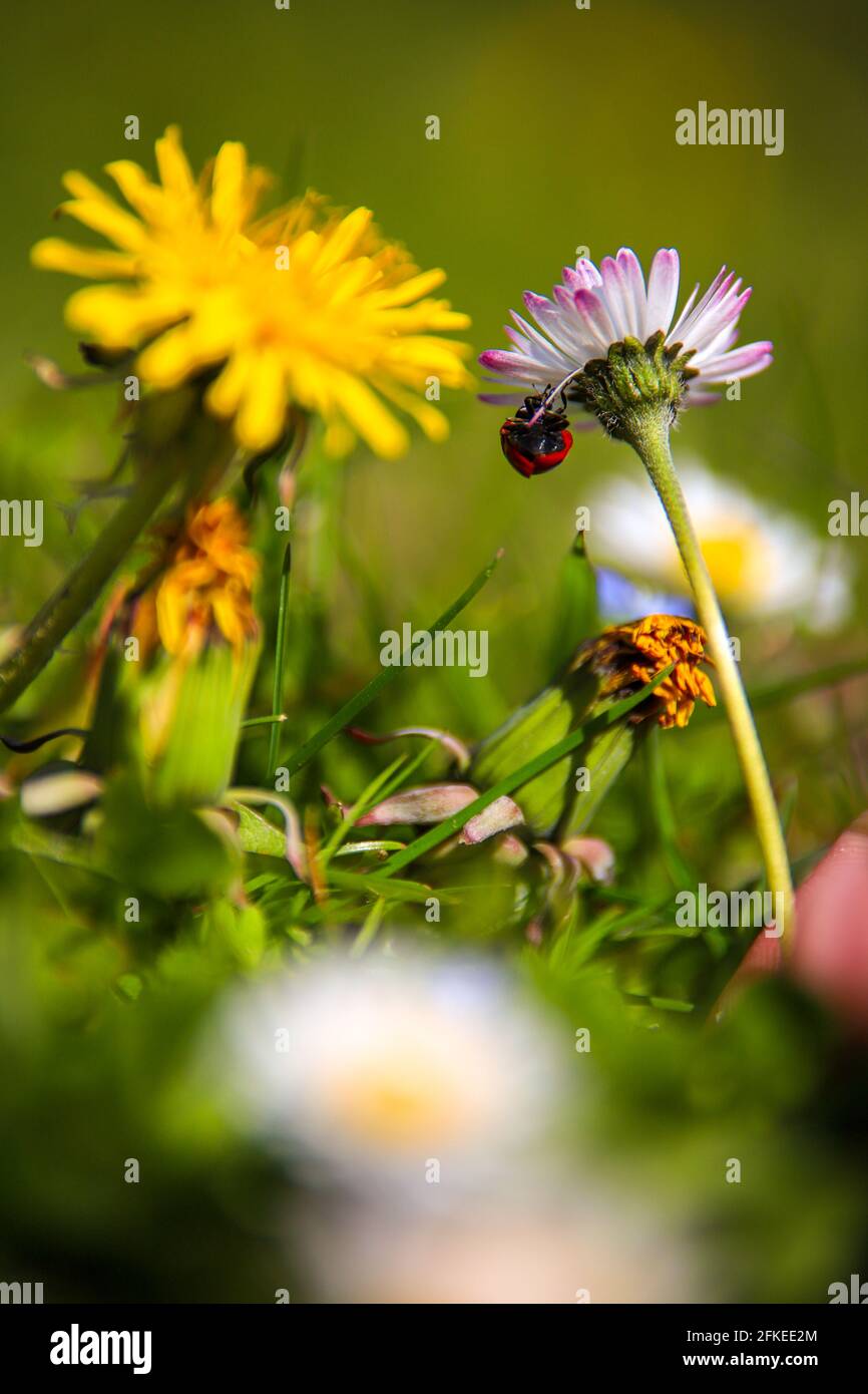 Marienkäfer und Blumen Stockfoto