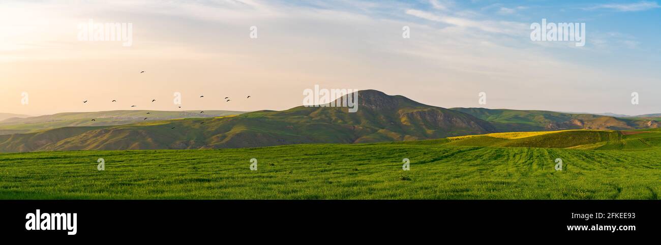 Grünes Weizenfeld bei Sonnenuntergang. Weitwinkelpanorama Stockfoto