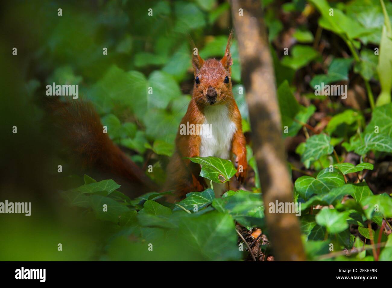 Porträt eines Eichhörnchens Stockfoto