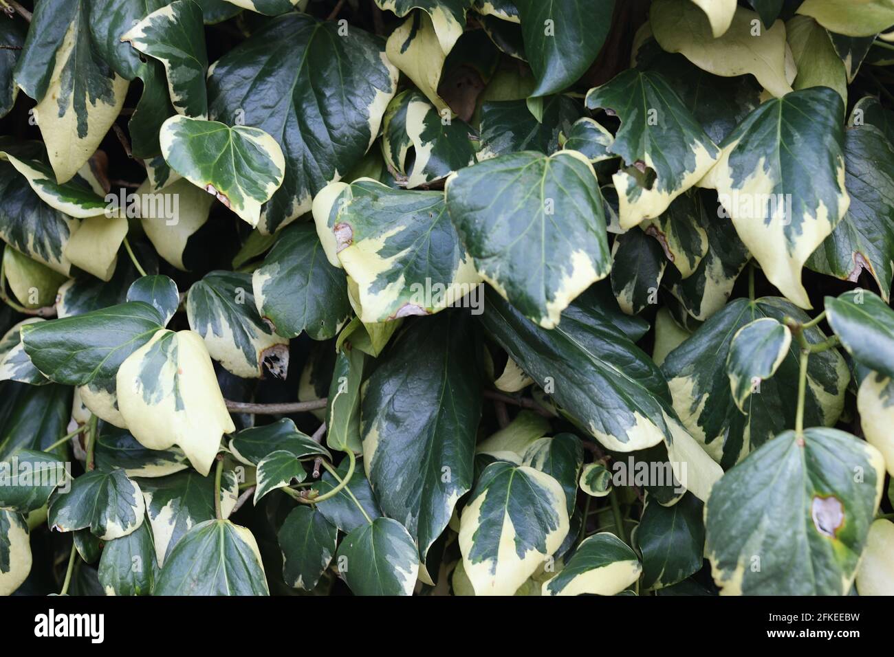 Nahaufnahme mit grünem Hintergrund. Stockfoto