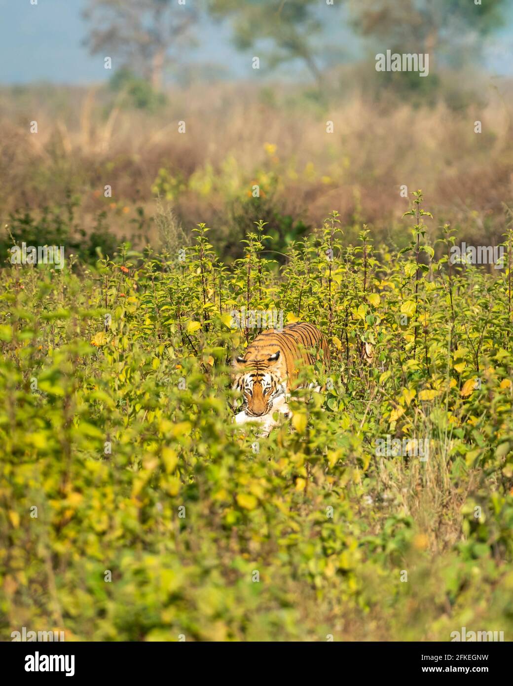 Wilder K niglicher Bengalischer Tiger Mit Gefleckten Hirschen T ten In 