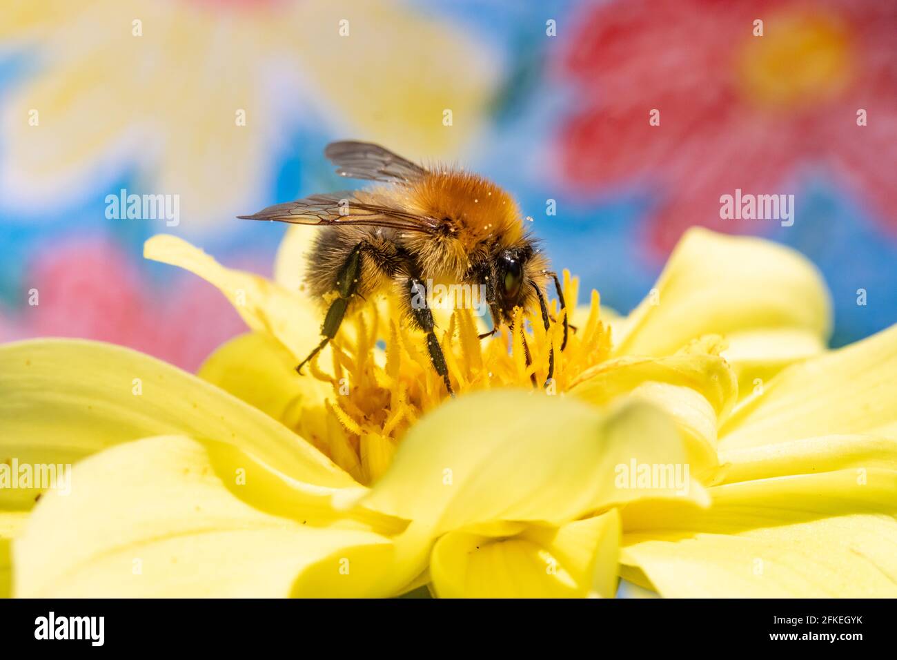 Eine Hummel sammelt Pollen in einer gelben Blume. Eine bescheidene Biene, die an einer Gartenblume arbeitet. Stockfoto
