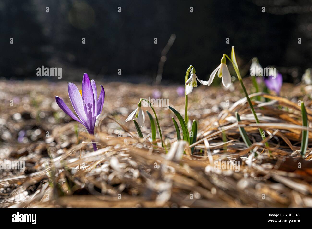 Weiße Schneeglöckchen und Krokusblüten auf der Wiese, große Fatra, Slowakische republik. Saisonale Naturlandschaft. Stockfoto