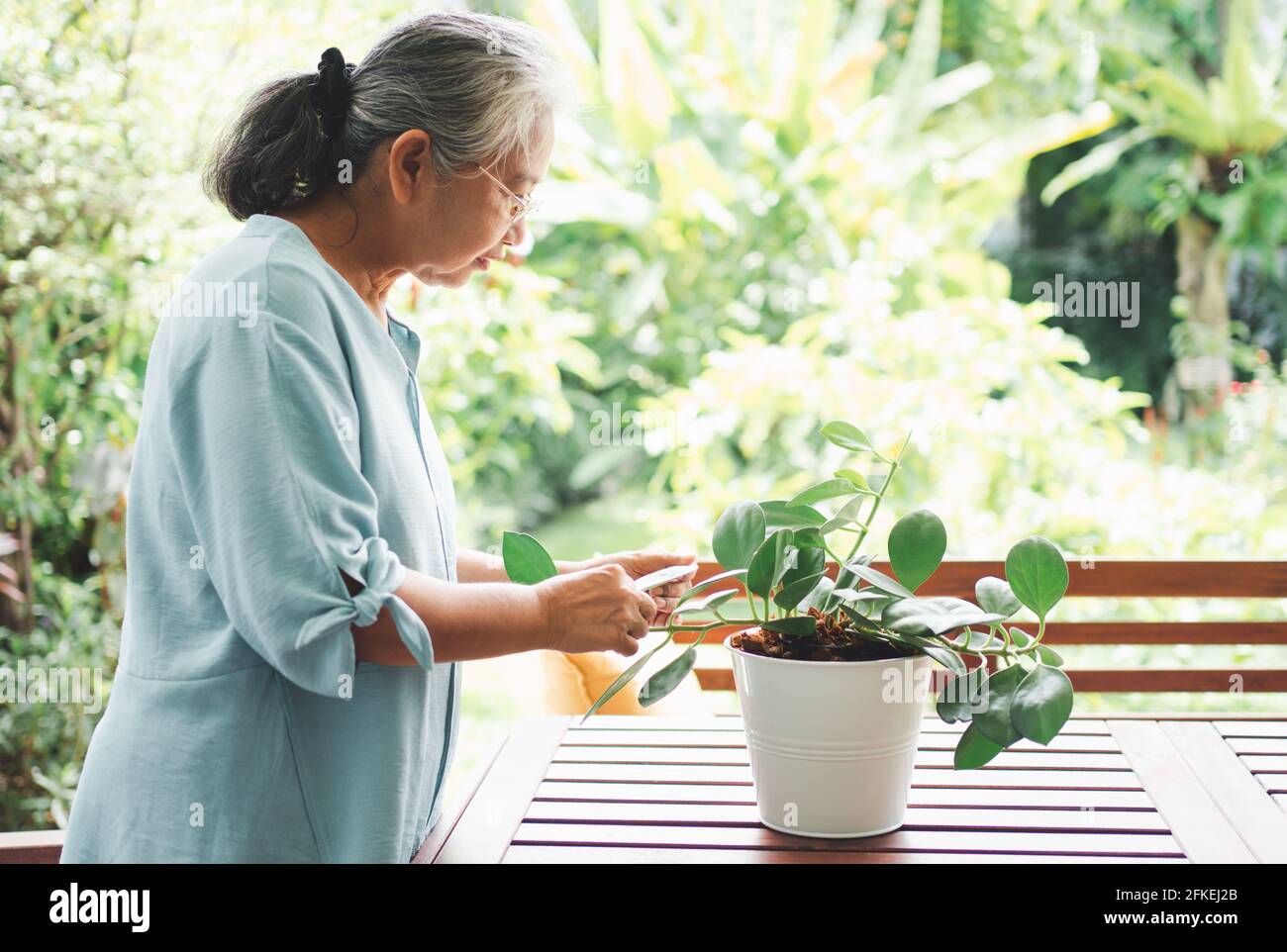 Eine glückliche und lächelnde asiatische alte ältere Frau pflanzt für ein Hobby nach dem Ruhestand in einem Haus. Konzept eines glücklichen Lebensstils und einer guten Gesundheit für senio Stockfoto