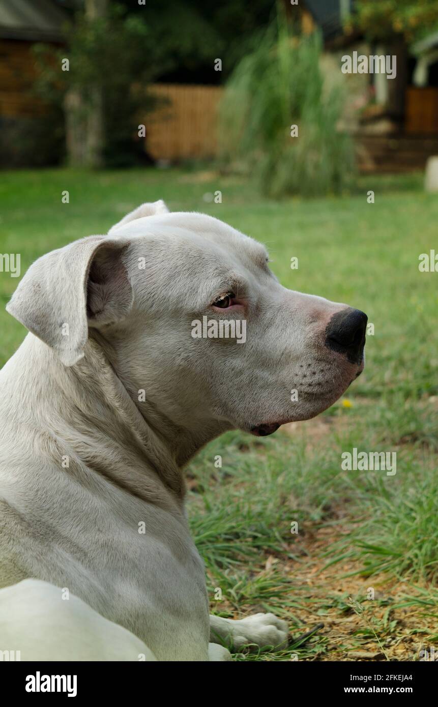 Hund ruht auf dem Gras, dogo argentino liegt, mit Kopierplatz. Argentinischer weißer doge mit dem Tragen eines großen Eckzähns Stockfoto