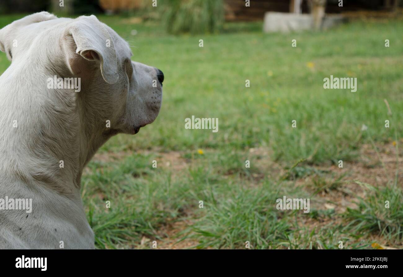 Dogo Argentino Hundeprofil mit Gras im Hintergrund, idealer Platz für Grafiken. Weißer Großrasse-Hund Stockfoto
