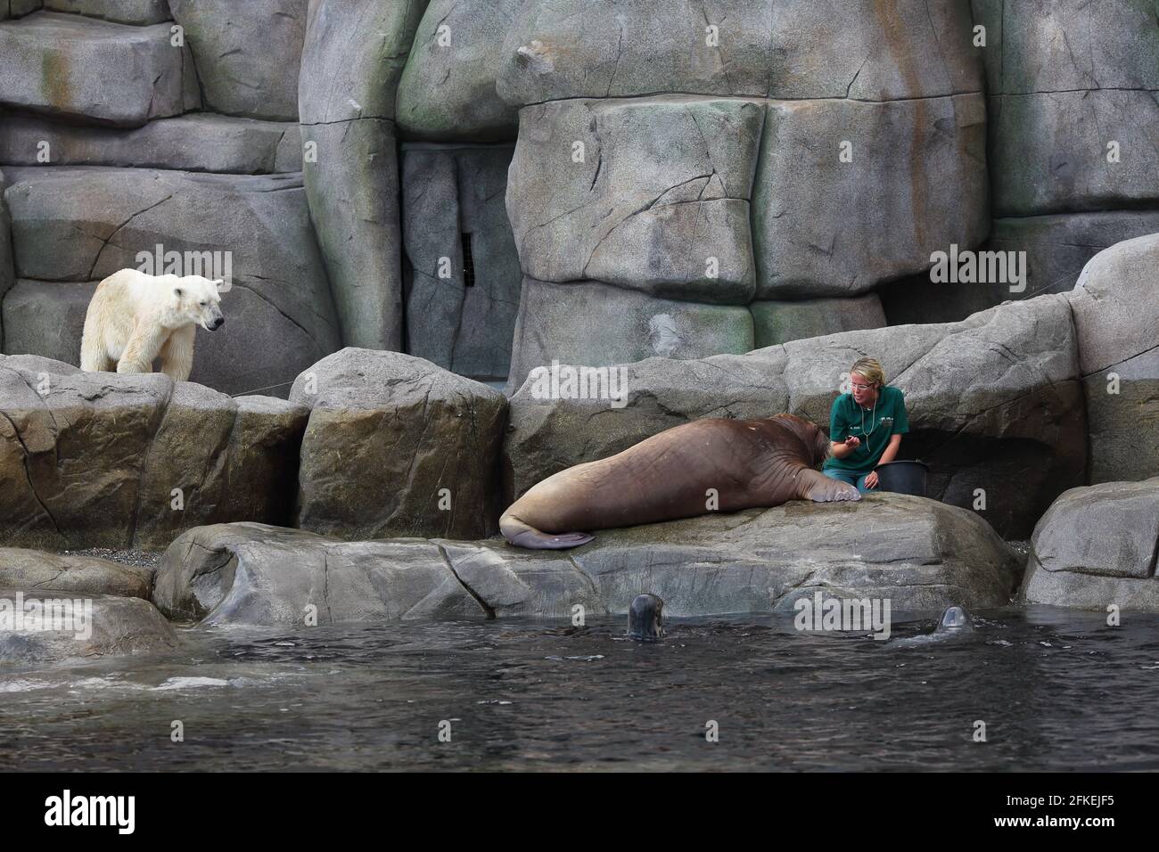 zookeeper füttert unter dem wütenden Blick des Eisbären Seelöwen und Robben mit Fischen Hagenbeck Hamburg Stockfoto