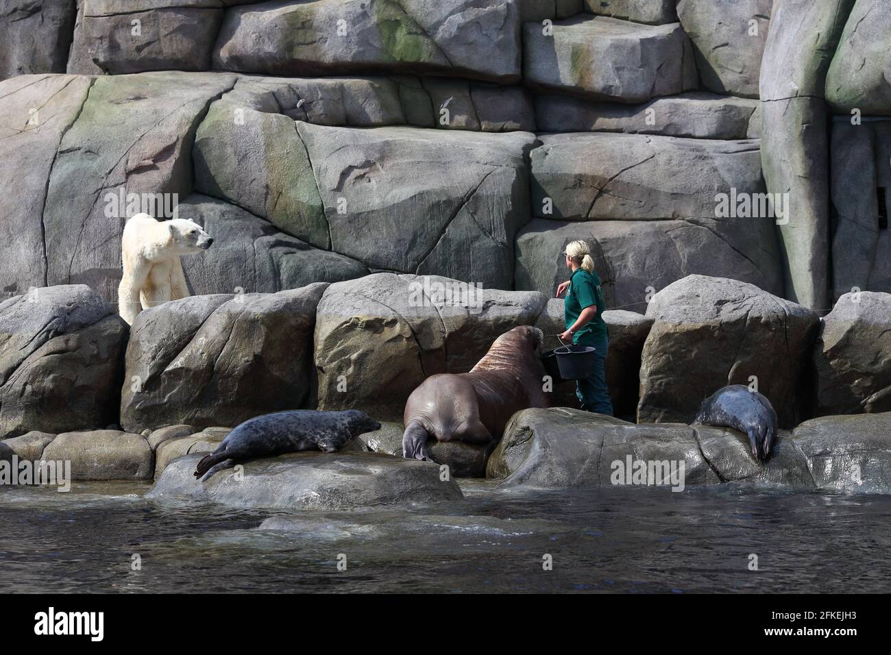 zoowärter, unter dem wütenden Blick des Eisbären, füttert Seelöwen und Robben mit Fischen Hagenbeck Hamburg Stockfoto