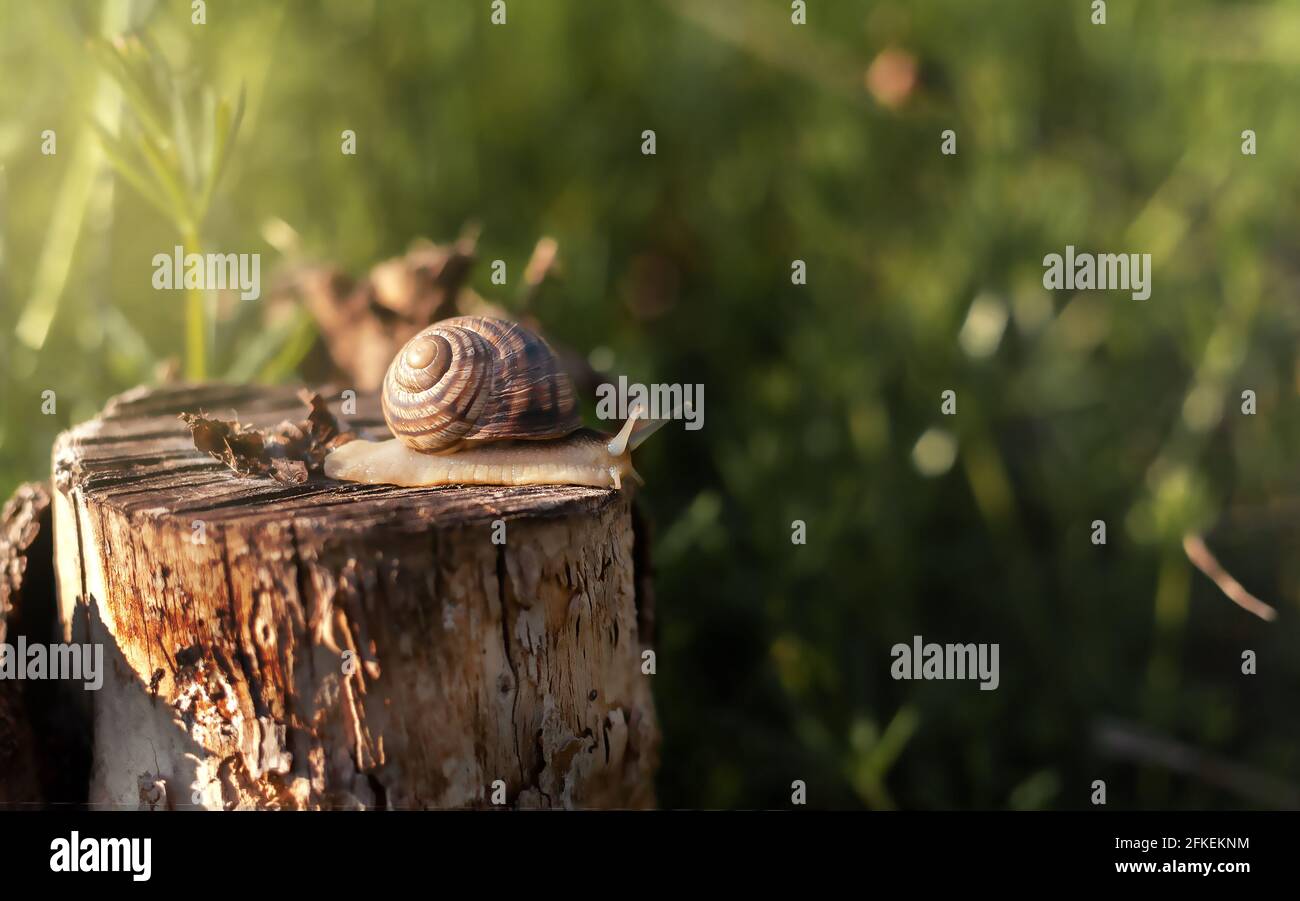 Große Schnecke in einer Muschel, die auf einem Stumpf kriecht, Frühlingsmorgen im Garten Stockfoto
