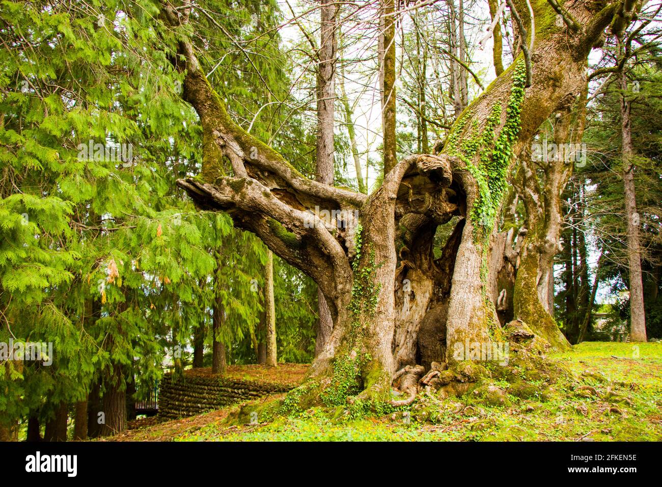 Tausendjähriger Lindenbaum, alter und großer Baum Stockfoto