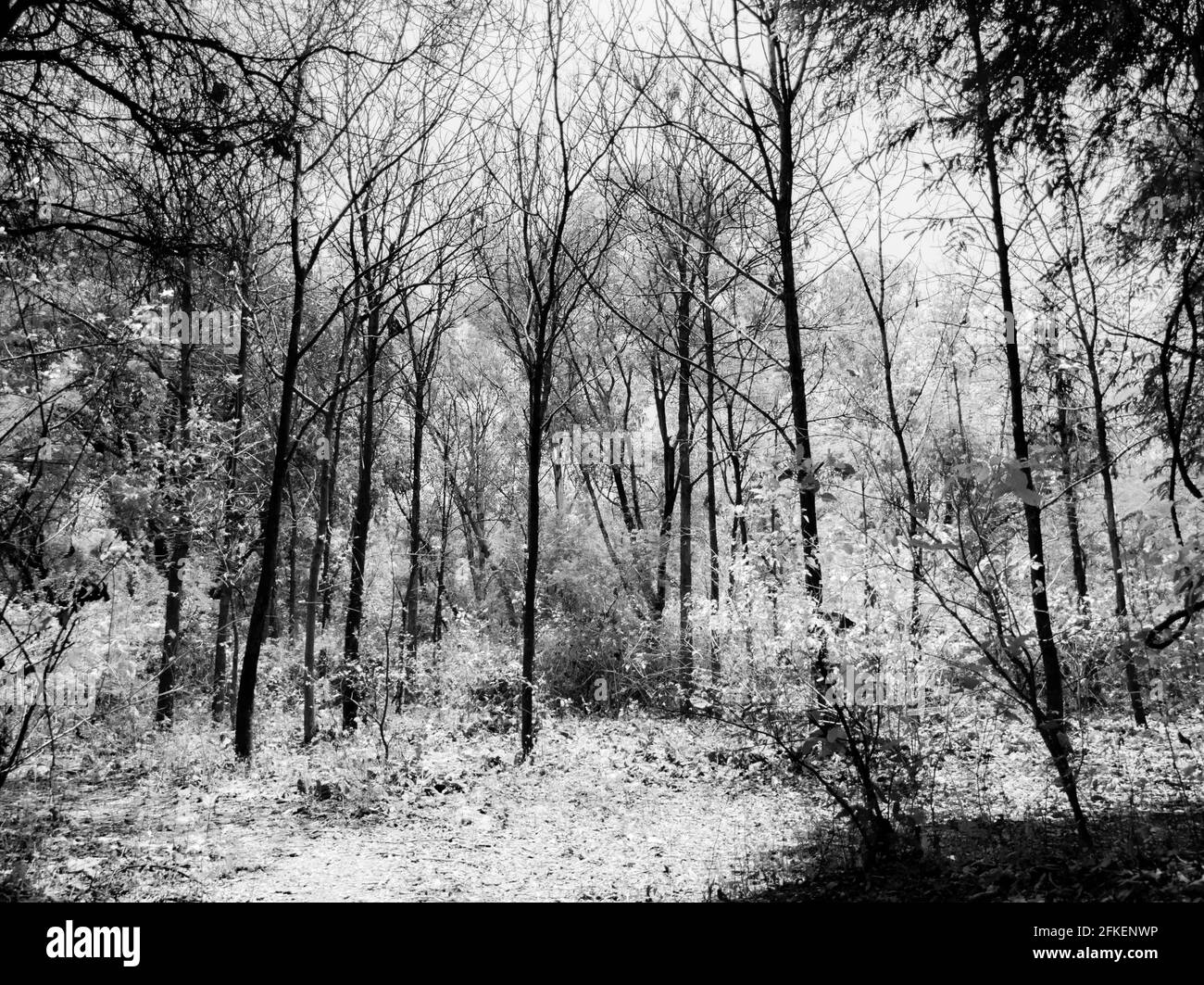 Eine lange Aufnahme von Bäumen isoliert in dichten Wald in Monochrom Stockfoto