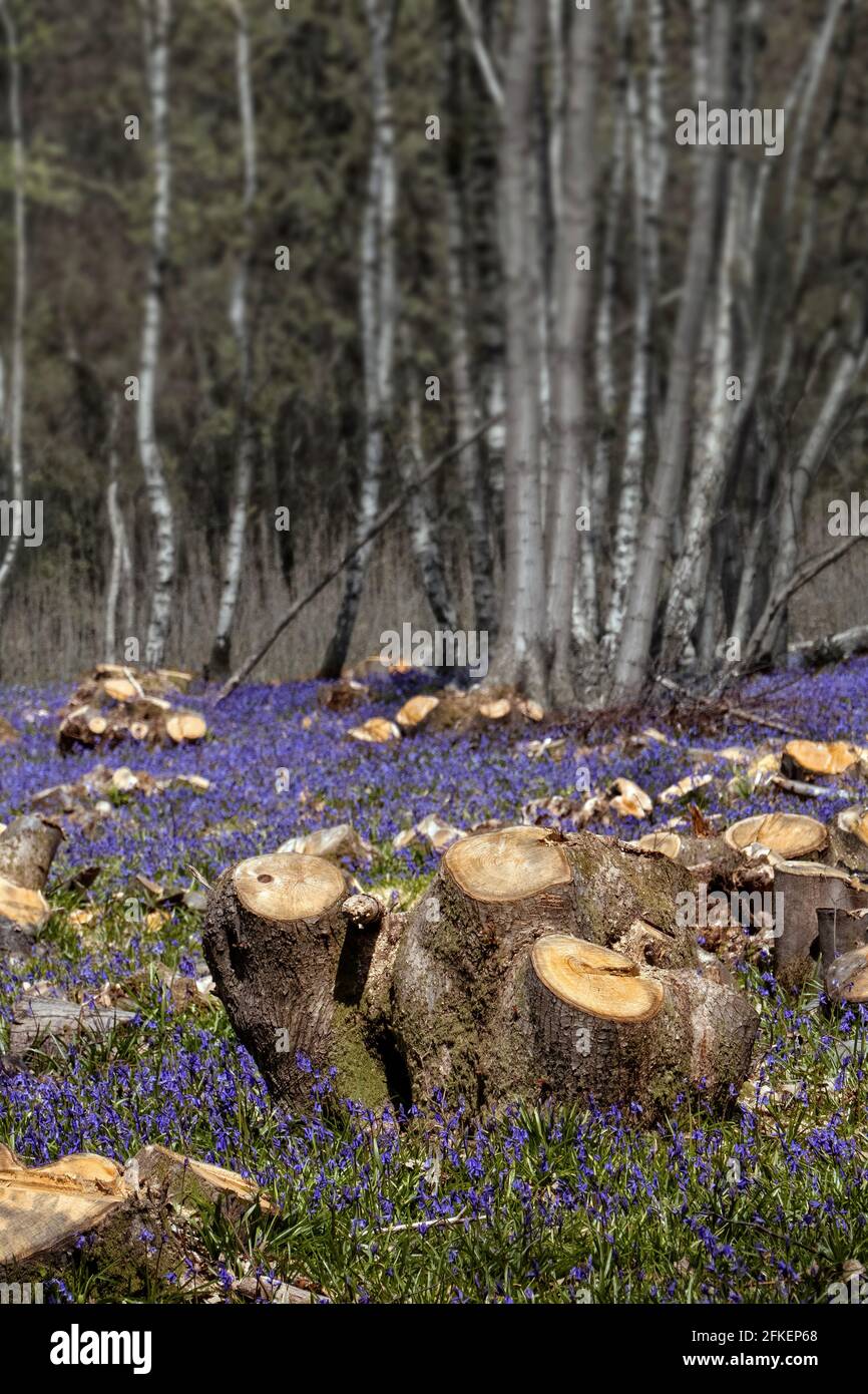 Bluebell Forest auf dem Pilgrams Way Chilham Kent UK Stockfoto
