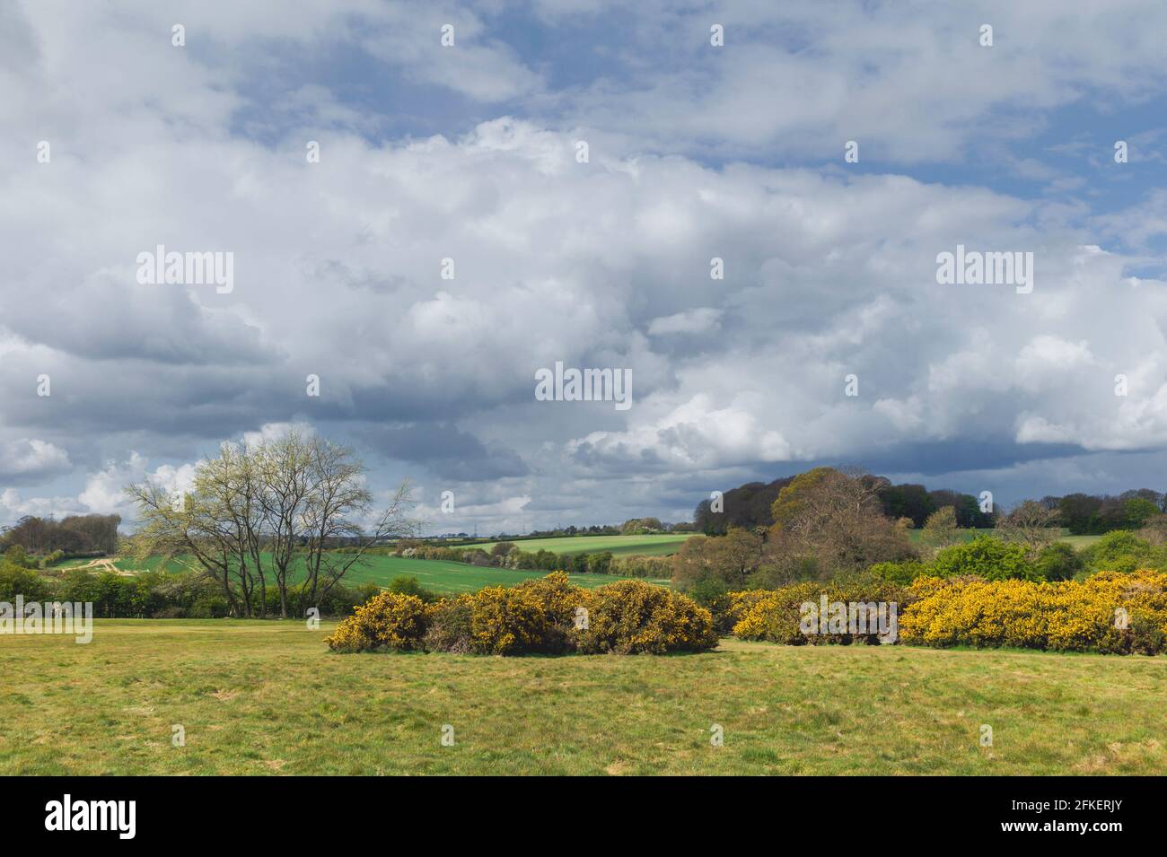 Englische Landschaft mit blühendem gelben Ginster, flankiert von grünen Feldern, Bäumen und Grasland unter hellem Himmel auf Westwood in Beverley, Yorkshire, Großbritannien. Stockfoto