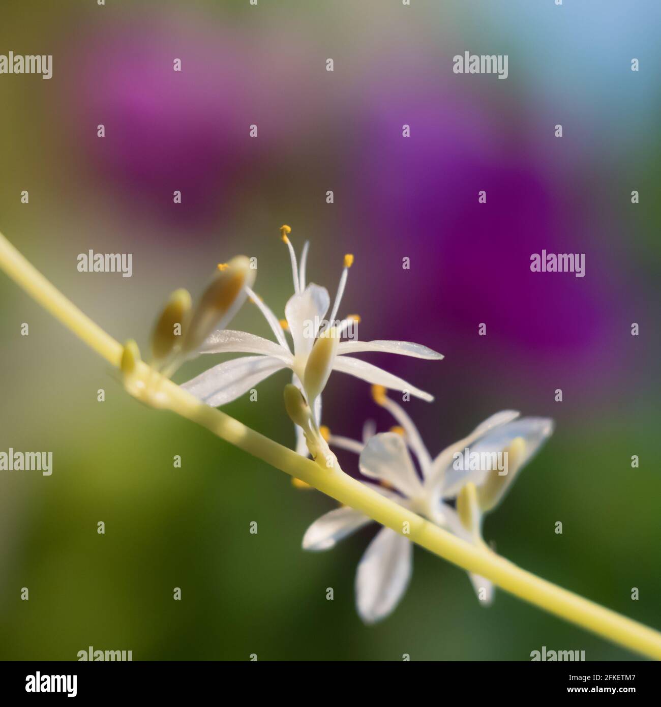 Nahaufnahme einer Spinnenkleiderblume auf einem farbenfrohen Hintergrund Stockfoto