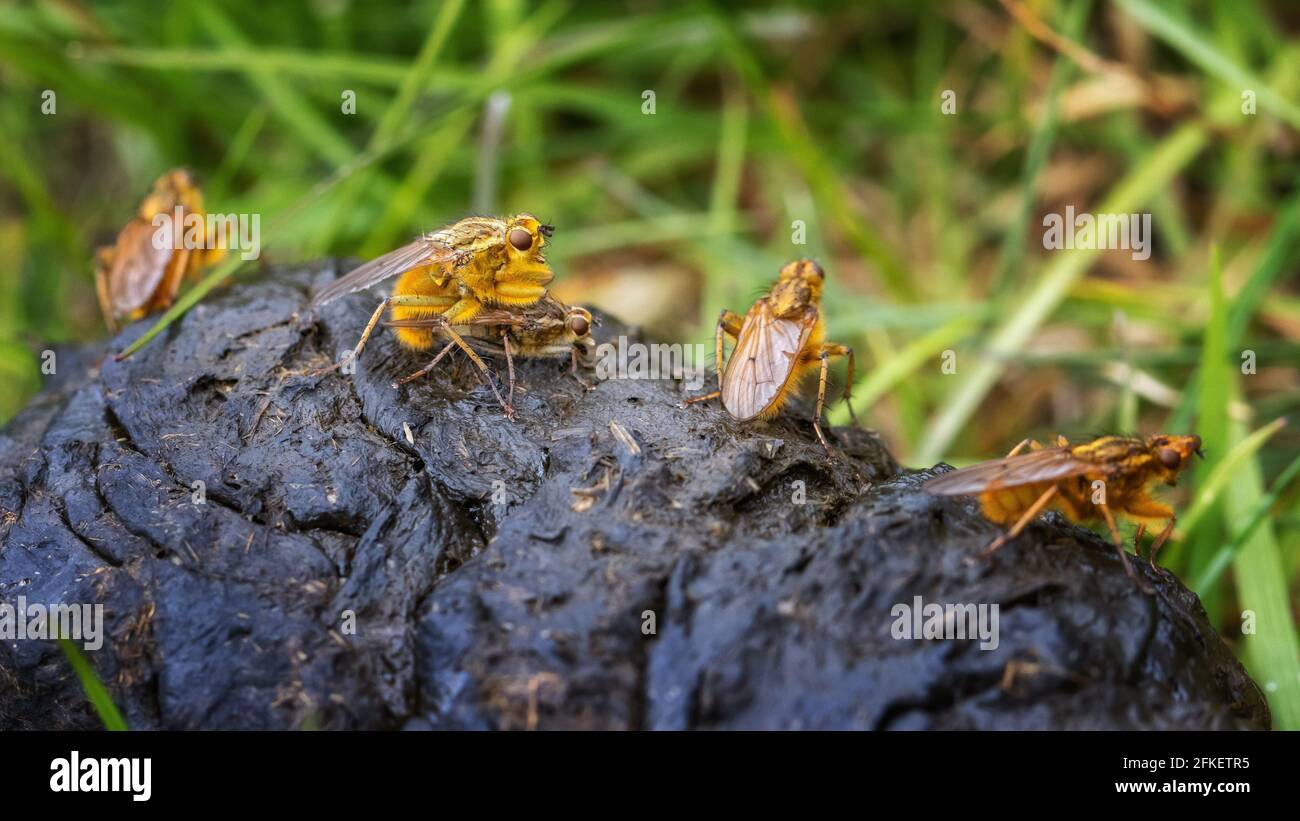 Britische Tierwelt: Ein Paar gelbe Mistfliegen (Scathophaga stercoraria), die sich auf Schafspelzen paaren, während andere Männchen an der Reihe sind. Stockfoto