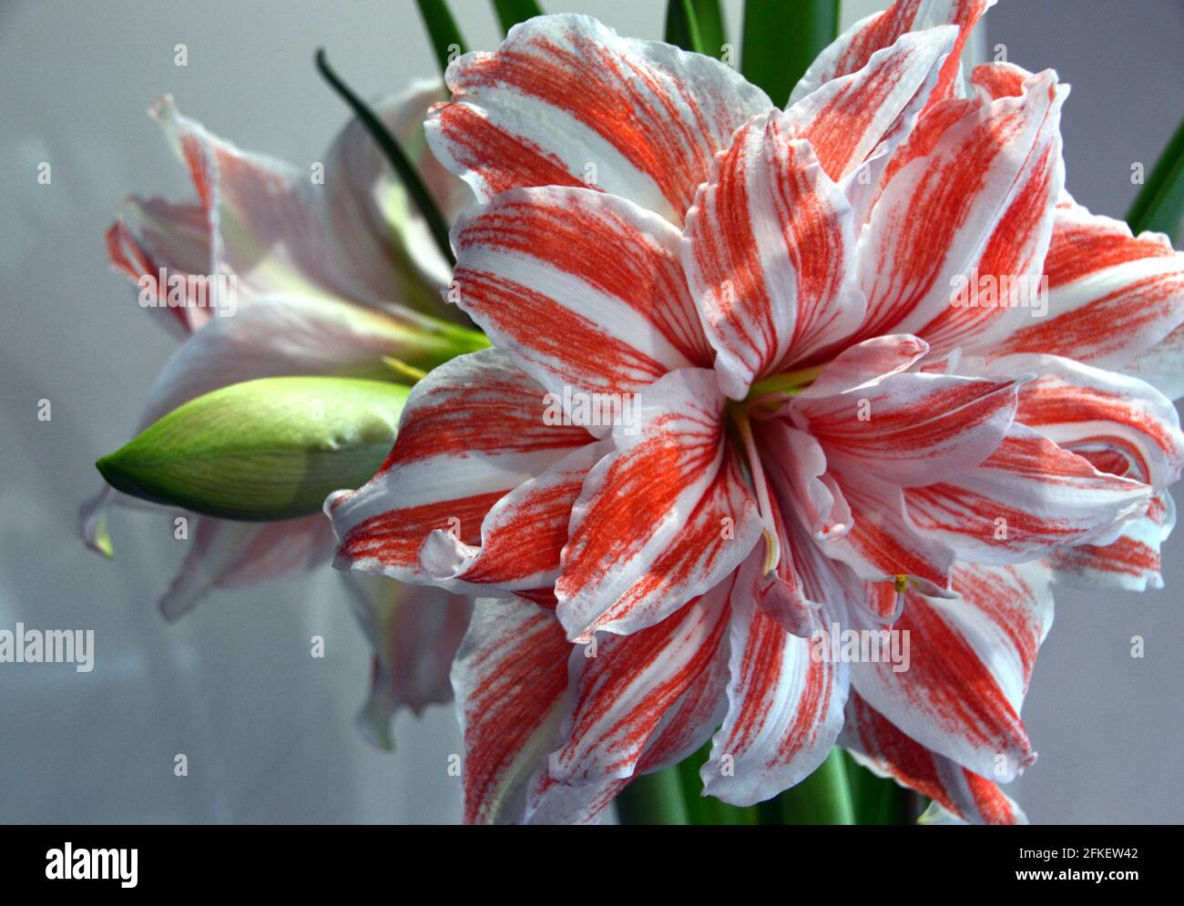 Rosa und wei gestreifte Doppelblumen-Hippeastrum 'Dancing Queen' (Amaryllis)  Zimmerpflanze in Vase Stockfotografie - Alamy