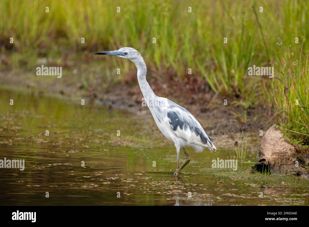 Weißer und schwarzer Reiher im Wasser Stockfoto