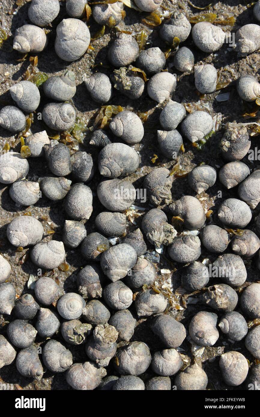 Gemeine Periwinkle (Littorina littorea) an der Küste von Hilbre Island, Dee Estuary, The Wirral, Großbritannien Stockfoto