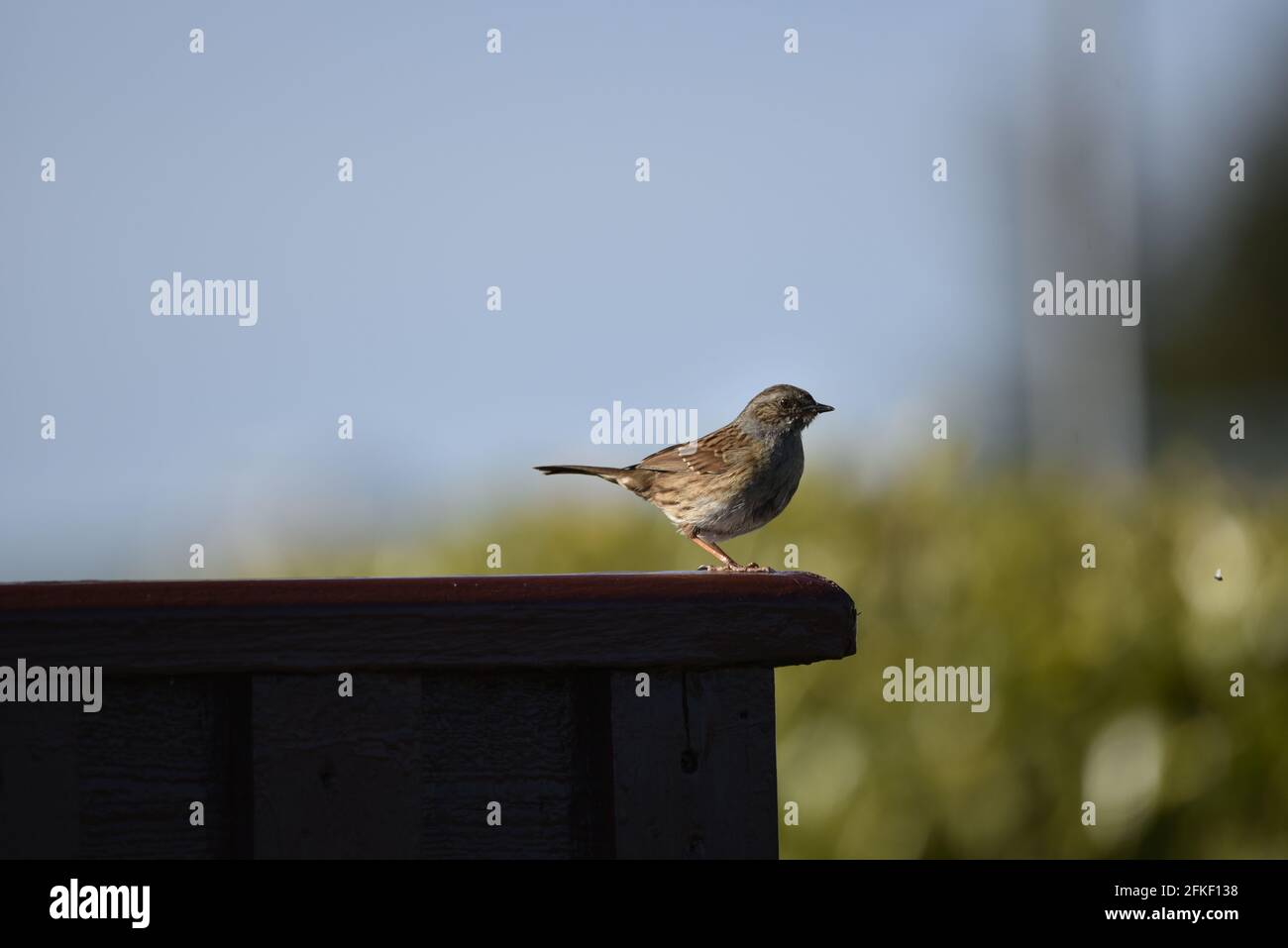 Dunnock (Prunella modularis) auf dem Dach des dunkelbraunen Zauns in der Nachmittagssonne im rechten Profil und mit Blick nach vorne, in Mittel-Wales, im Frühjahr Stockfoto