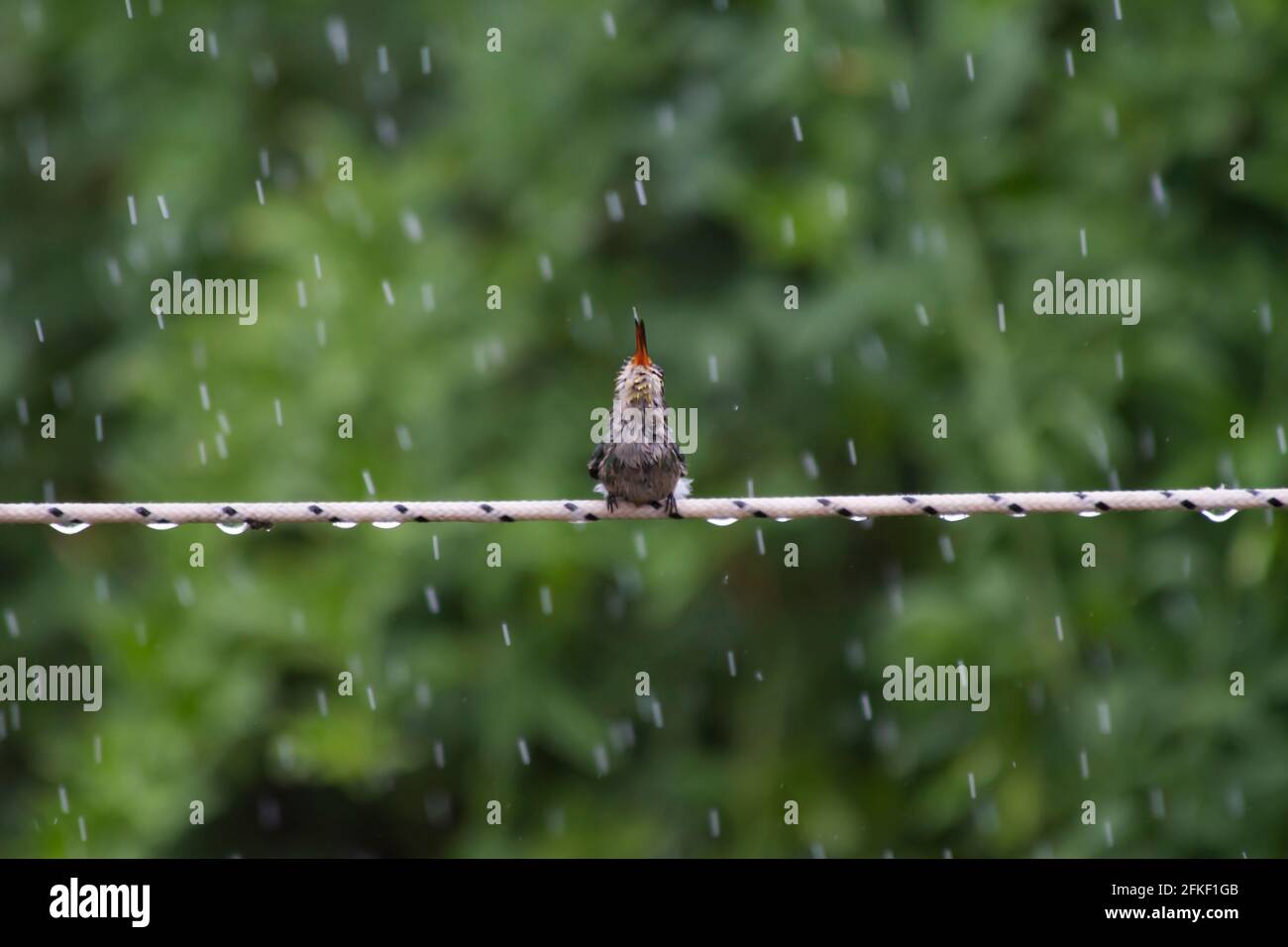 Kleiner Kolibri, der im Regen ein Bad nimmt Stockfoto