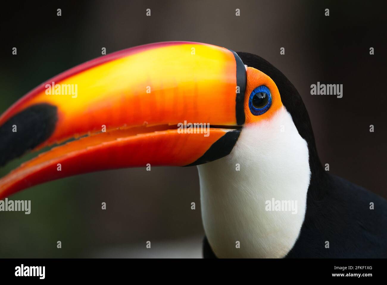 Toco Toucan (Ramphastos toco) Porträt, aus dem Pantanal, Brasilien Stockfoto