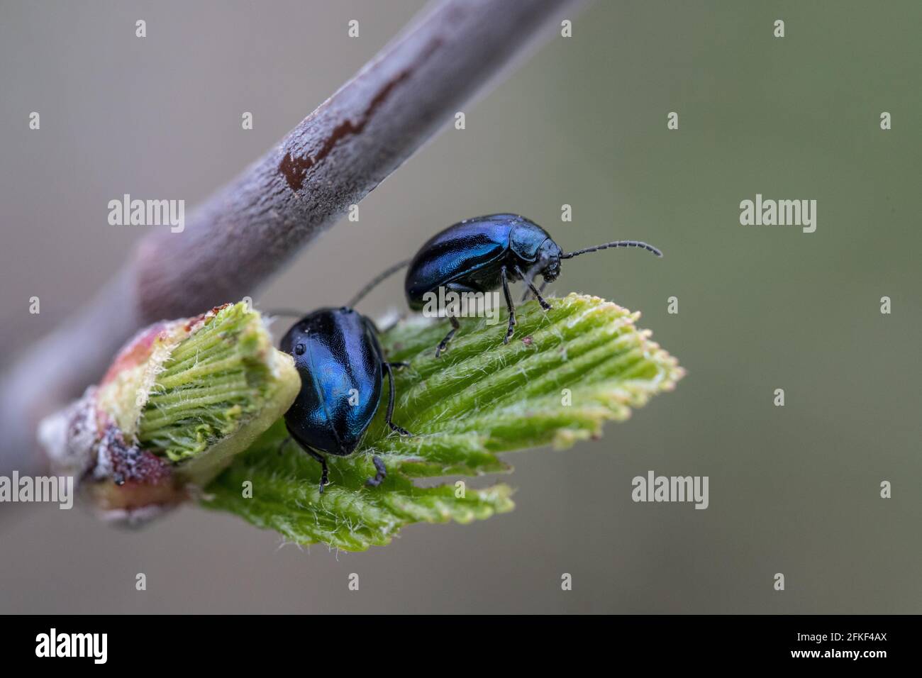 Makrorblaues Blatt Käfer auf grünem Gras Hintergrund Stockfoto