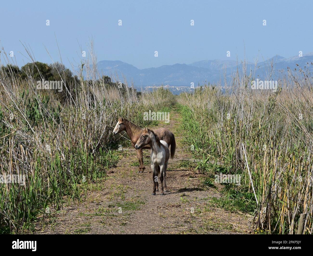 Zwei wilde Fohlen in der albufera von mallorca Stockfoto