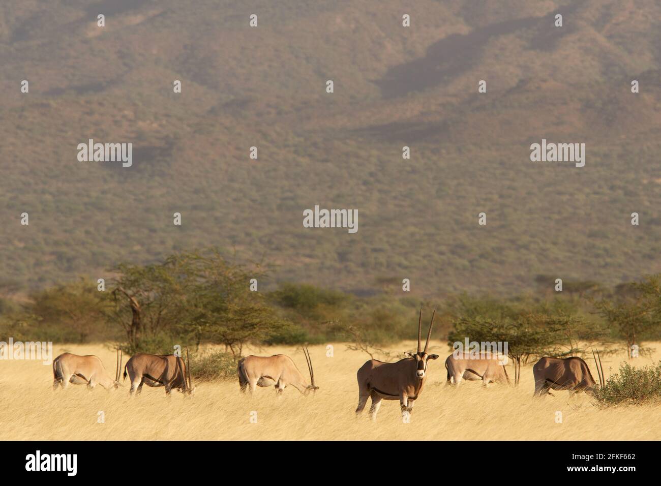 Beisa Oryx im Awash National Park, Äthiopien Stockfoto