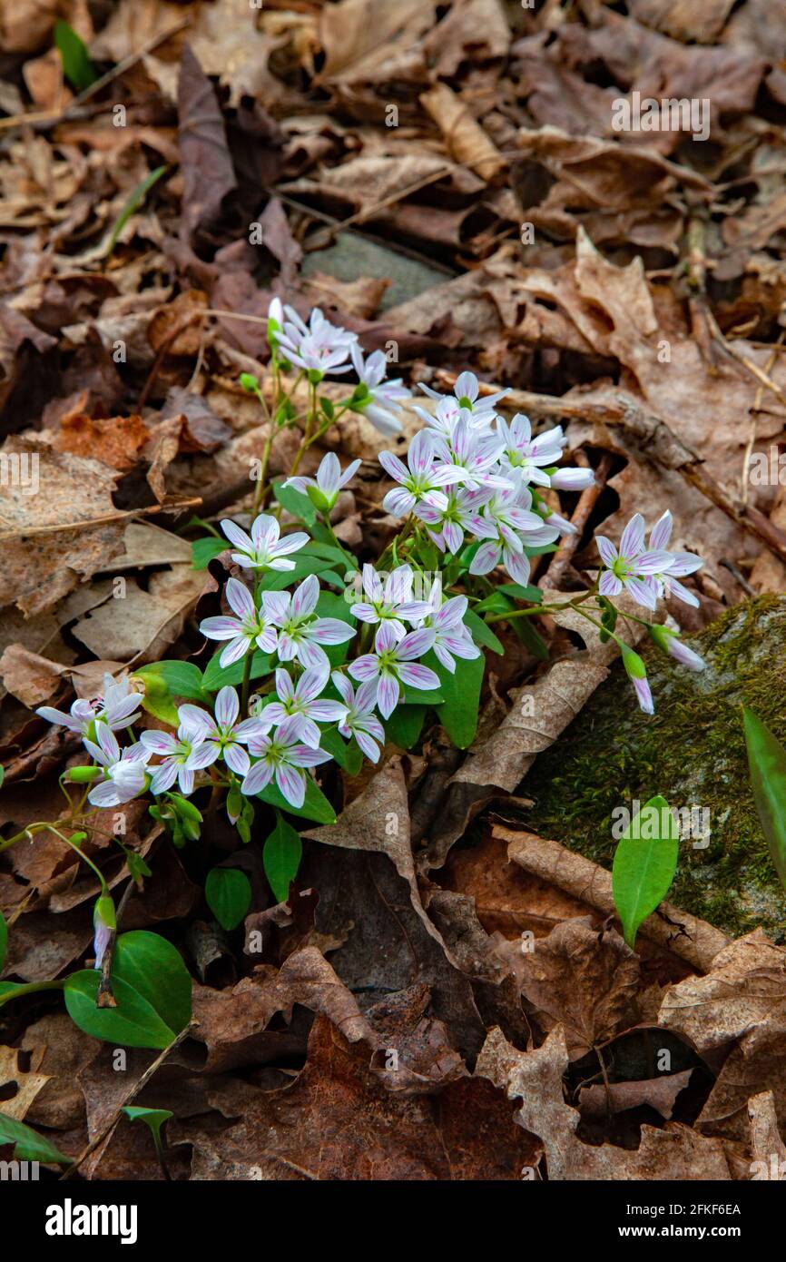Die 6 Zoll hohe Carolina Spring-Beauty ist eine der ersten Frühling Wildblumen im Wald von Südost-Kanada erscheinen Und Nordosten der Vereinigten Staaten Stockfoto